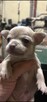 Chihuahua miniaturka - 14