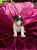 Jack Russell terrier tricolor gładki piękny exterrier rodzic - 9