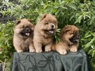 Wzorcowe Chow Chow piękny extrrier rodzice FCI - 10