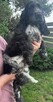 Cocker spaniel angielski - 7