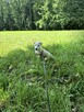 Jack Russell Terrier - 2