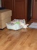 Jack Russell Terrier - 3