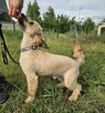 Roczny Kudłaty po metamorfozie! - 6