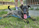8-miesięczna suczka Akira - 3
