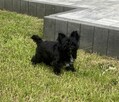 York czarny Black Yorkshire Terrier Super fajny chłopczyk. - 4