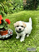 Bichon frise FCI po Multichampionie. - 2