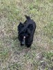 York czarny Black Yorkshire Terrier Super fajny chłopczyk. - 7