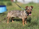 8-miesięczna cudowna Anuka - 3