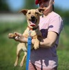8-miesięczna suczka Amber - 1