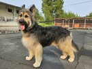 Przytulaśny kudłaty psiak Chappi - 6
