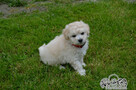 Bichon frise FCI po Multichampionie. - 5