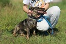 8-miesięczna suczka Akira - 6