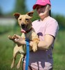 8-miesięczna suczka Amber - 7