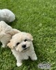 Bichon frise FCI po Multichampionie. - 7
