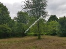 Zadrzewiona urocza działka z pozwoleniem na budowę - 5