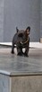 Buldog francuski - 4