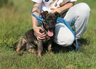 8-miesięczna suczka Akira - 7