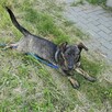 8-miesięczna suczka Akira - 4