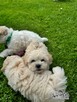 Bichon frise FCI po Multichampionie. - 8