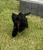 York czarny Black Yorkshire Terrier Super fajny chłopczyk. - 3
