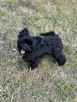 York czarny Black Yorkshire Terrier Super fajny chłopczyk. - 5