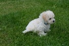 Bichon frise FCI po Multichampionie. - 4