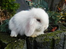 Mini lop białe - 8