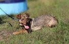 8-miesięczna cudowna Anuka - 7