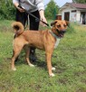 Roczna zachwycająca Lola - 4