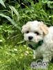 Bichon frise FCI po Multichampionie. - 1