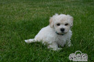 Bichon frise FCI po Multichampionie. - 3