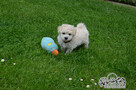Bichon frise FCI po Multichampionie. - 6