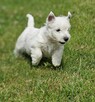 West Highland White Terrier - 3