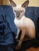 Cornish rex kocurek hod. Urok Życia - 7