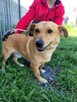 Łagodny, nieduży ZAJĄCZEK szuka domu !! Do adopcji !! - 5