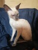 Cornish rex kocurek hod. Urok Życia - 6