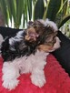 Biewer Yorkshire Terrier - 7