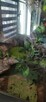 Fajne terrarium!!! - 3