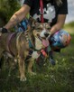 Delikatny, emocjonalny Borys pilnie szuka domu! On gaśnie... - 7