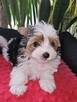 Biewer Yorkshire Terrier - 3