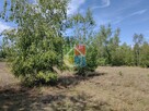 Działka pod zabudowę 2600 m2 w okolicy Szczawina - 6