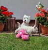 West Highland White Terrier - 4