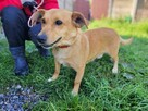 Łagodny, nieduży ZAJĄCZEK szuka domu !! Do adopcji !! - 2