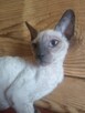 Cornish rex kocurek hod. Urok Życia - 2