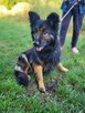 Śliczna CLEO w typie owczarka niemieckiego szuka domu !! - 5