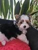 Biewer Yorkshire Terrier - 4
