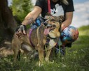 Delikatny, emocjonalny Borys pilnie szuka domu! On gaśnie... - 11