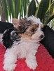 Biewer Yorkshire Terrier - 8