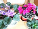 Flebodium szaro-niebieskie i ... - 9