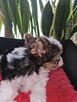 Biewer Yorkshire Terrier - 6